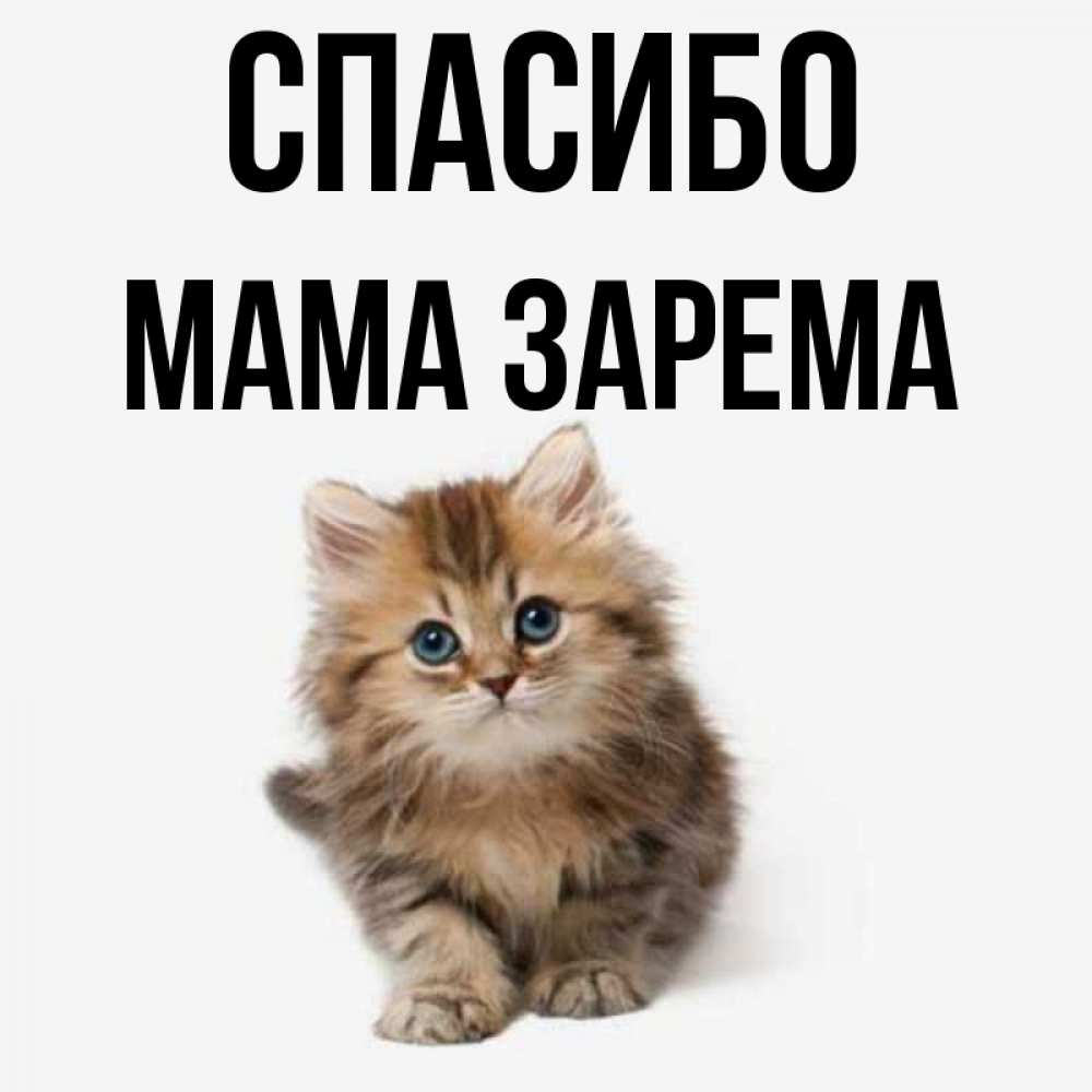Открытка на каждый день с именем, Мама-Зарема Спасибо пушистый котик Прикольная открытка с пожеланием онлайн скачать бесплатно 