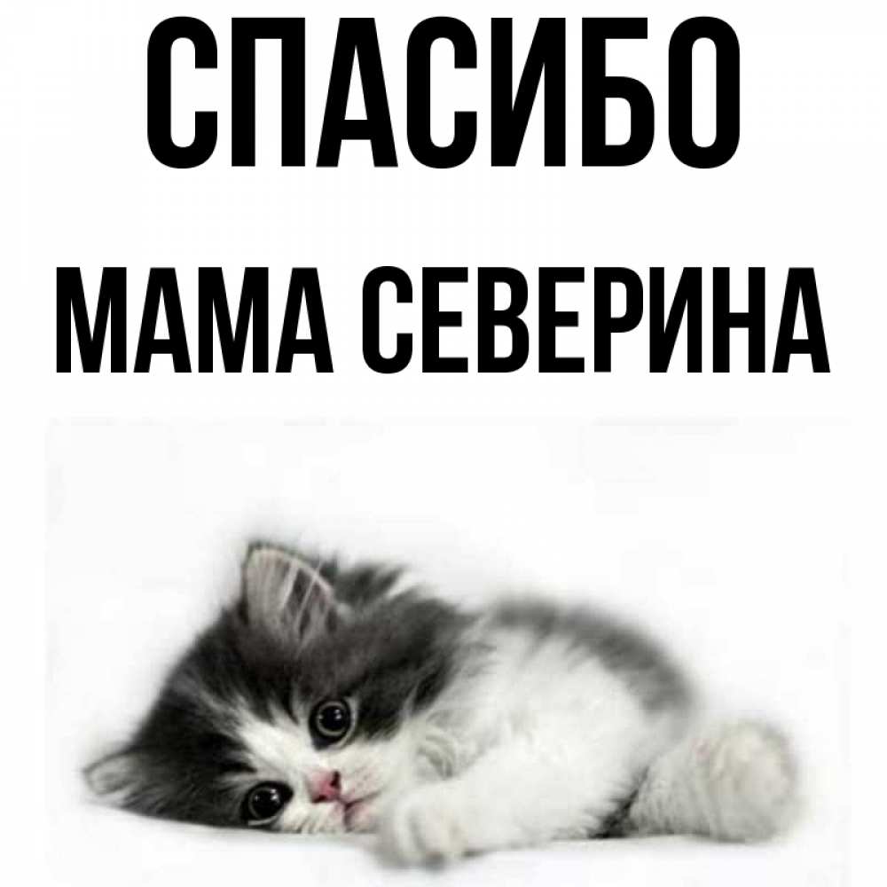 Открытка на каждый день с именем, Мама-Северина Спасибо черный и белый кот Прикольная открытка с пожеланием онлайн скачать бесплатно 