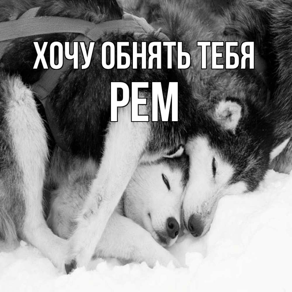 Открытка на каждый день с именем, Рем Хочу обнять тебя собачки в упряжке Прикольная открытка с пожеланием онлайн скачать бесплатно 