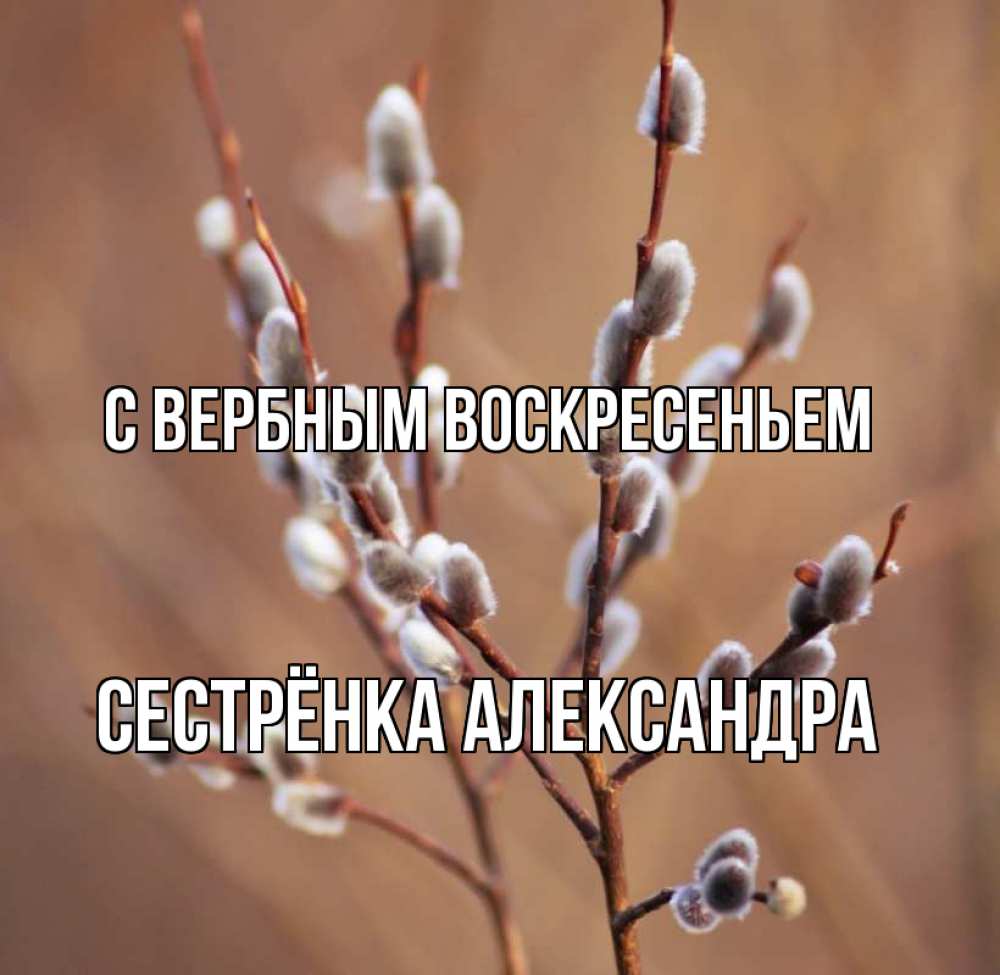 Открытка на каждый день с именем, Сестрёнка-Александра С вербным воскресеньем верба Прикольная открытка с пожеланием онлайн скачать бесплатно 