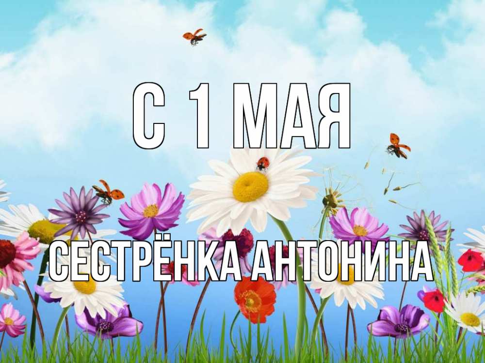 Открытка на каждый день с именем, Сестрёнка-Антонина С 1 мая С 1 мая Прикольная открытка с пожеланием онлайн скачать бесплатно 