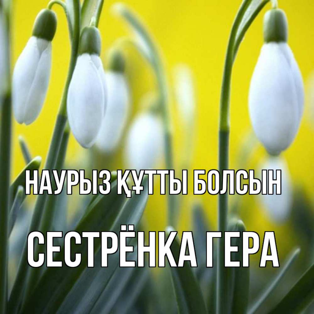 Открытка на каждый день с именем, Сестрёнка-Гера Наурыз құтты болсын весенние цветы Прикольная открытка с пожеланием онлайн скачать бесплатно 
