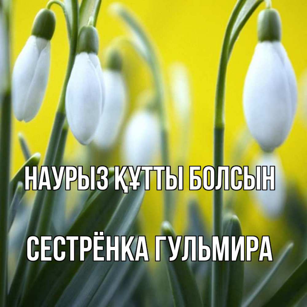Открытка на каждый день с именем, Сестрёнка-Гульмира Наурыз құтты болсын весенние цветы Прикольная открытка с пожеланием онлайн скачать бесплатно 
