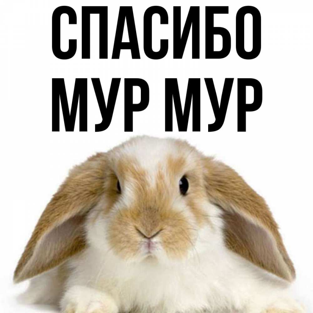 Почему мур мур