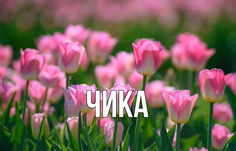 Открытка на каждый день с именем, Чика Главная С 1 мая Прикольная открытка с пожеланием онлайн скачать бесплатно 