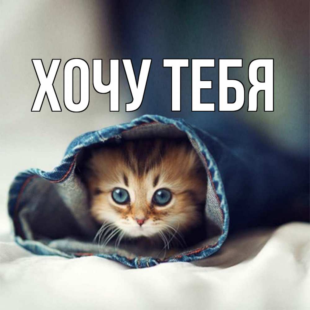 Открытка на каждый день с именем, Хочу-тебя Главная кот в одежде Прикольная открытка с пожеланием онлайн скачать бесплатно 