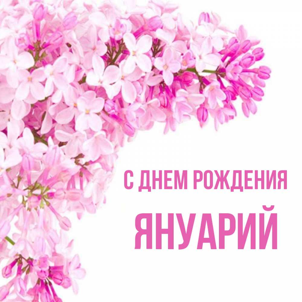 Открытка на каждый день с именем, Януарий С днем рождения Сирень на белом фоне Прикольная открытка с пожеланием онлайн скачать бесплатно 