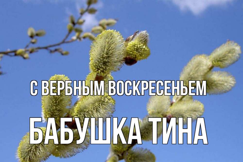 Открытка на каждый день с именем, Бабушка-Тина С вербным воскресеньем верба Прикольная открытка с пожеланием онлайн скачать бесплатно 