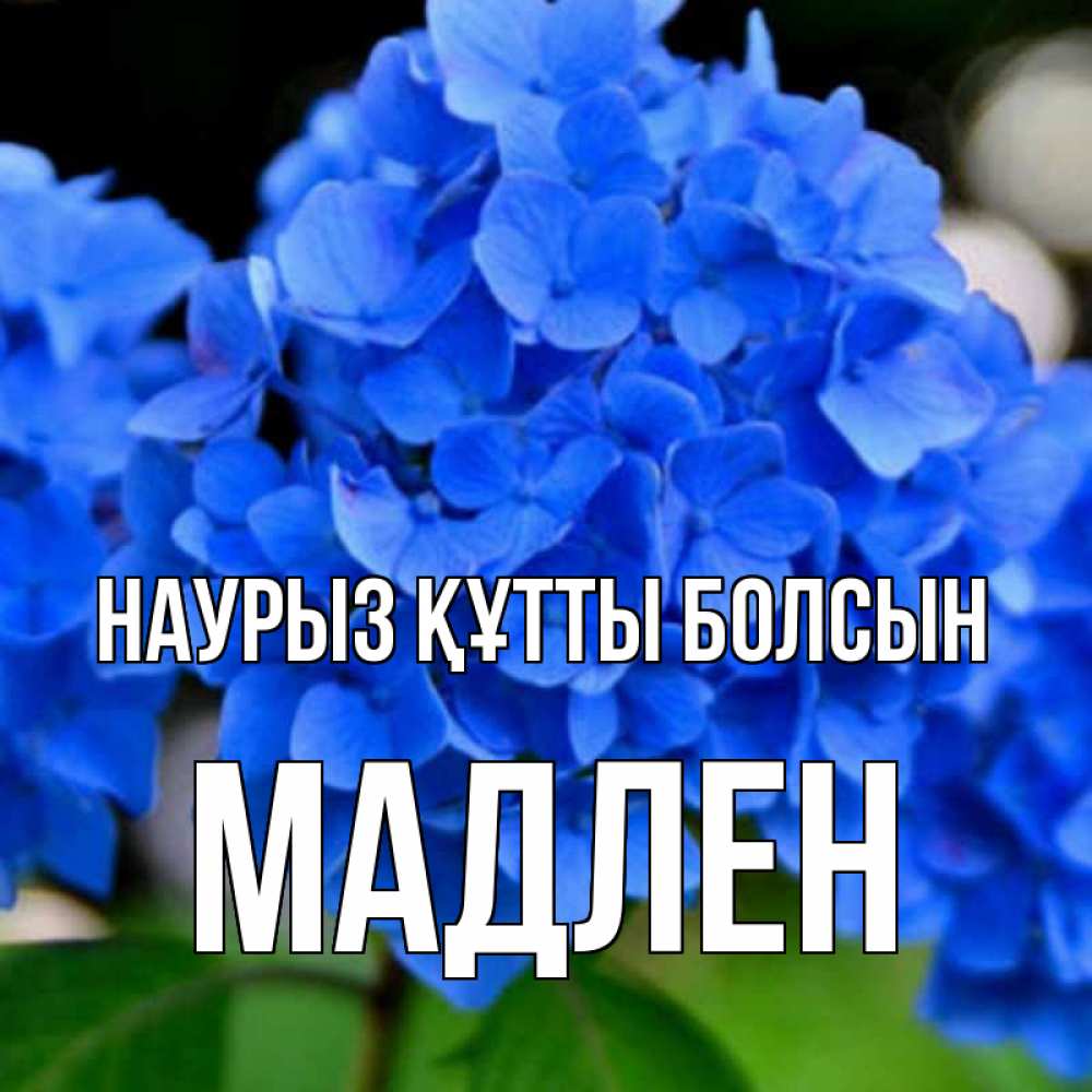 Открытка на каждый день с именем, Мадлен Наурыз құтты болсын синие цветы Прикольная открытка с пожеланием онлайн скачать бесплатно 