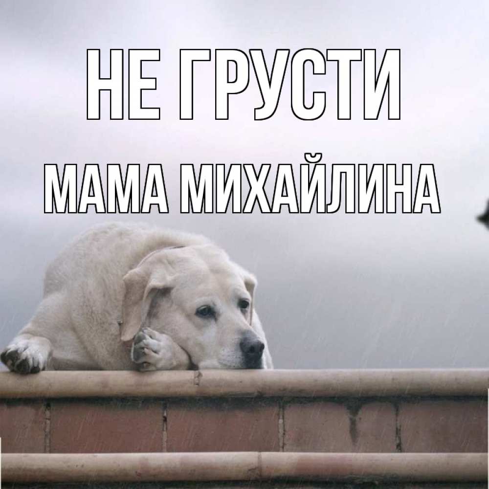 Открытка на каждый день с именем, Мама-Михайлина Не грусти белый пес 1 Прикольная открытка с пожеланием онлайн скачать бесплатно 