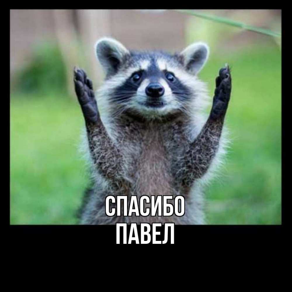 Открытка на каждый день с именем, Павел Спасибо милые животные Прикольная открытка с пожеланием онлайн скачать бесплатно 