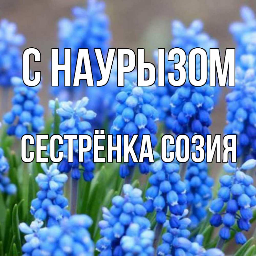 Открытка на каждый день с именем, Сестрёнка-Созия С наурызом Поздравительная открытка для женщин с цветами на праздничную дату Прикольная открытка с пожеланием онлайн скачать бесплатно 