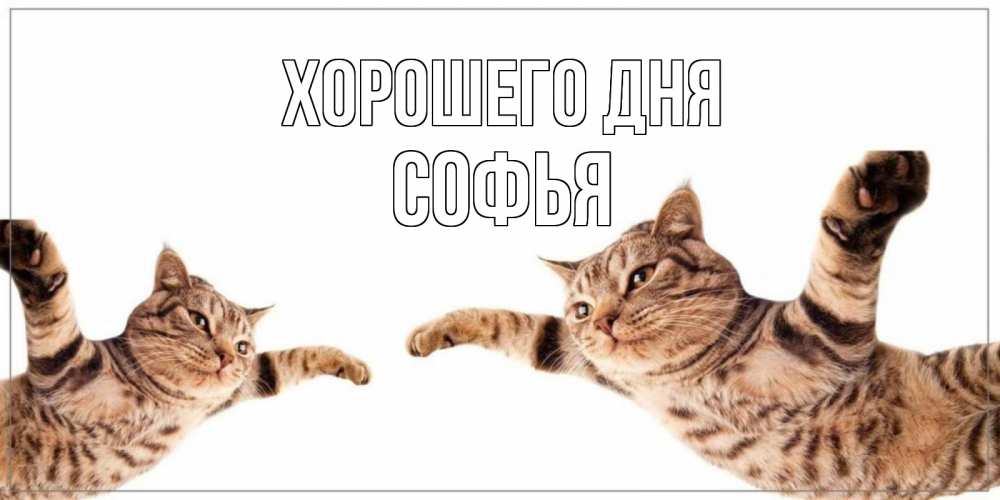 Открытка на каждый день с именем, Софья Хорошего дня хорошего дня Прикольная открытка с пожеланием онлайн скачать бесплатно 