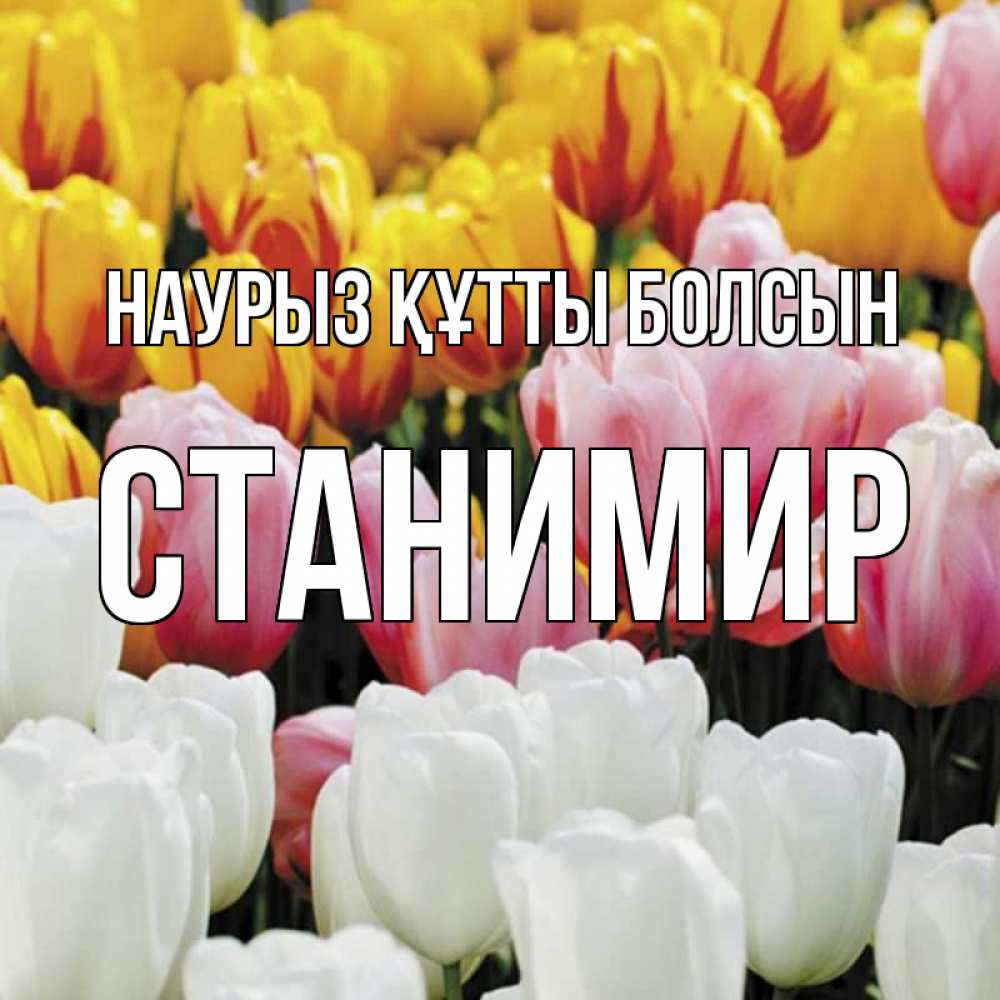 Открытка на каждый день с именем, Станимир Наурыз құтты болсын разноцветные цветы Прикольная открытка с пожеланием онлайн скачать бесплатно 