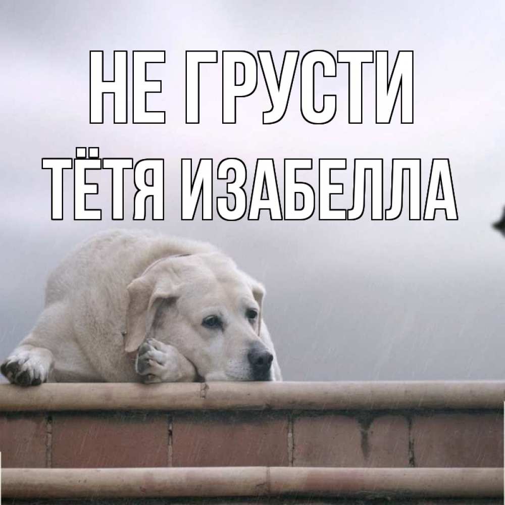 Открытка на каждый день с именем, Тётя-Изабелла Не грусти белый пес 1 Прикольная открытка с пожеланием онлайн скачать бесплатно 