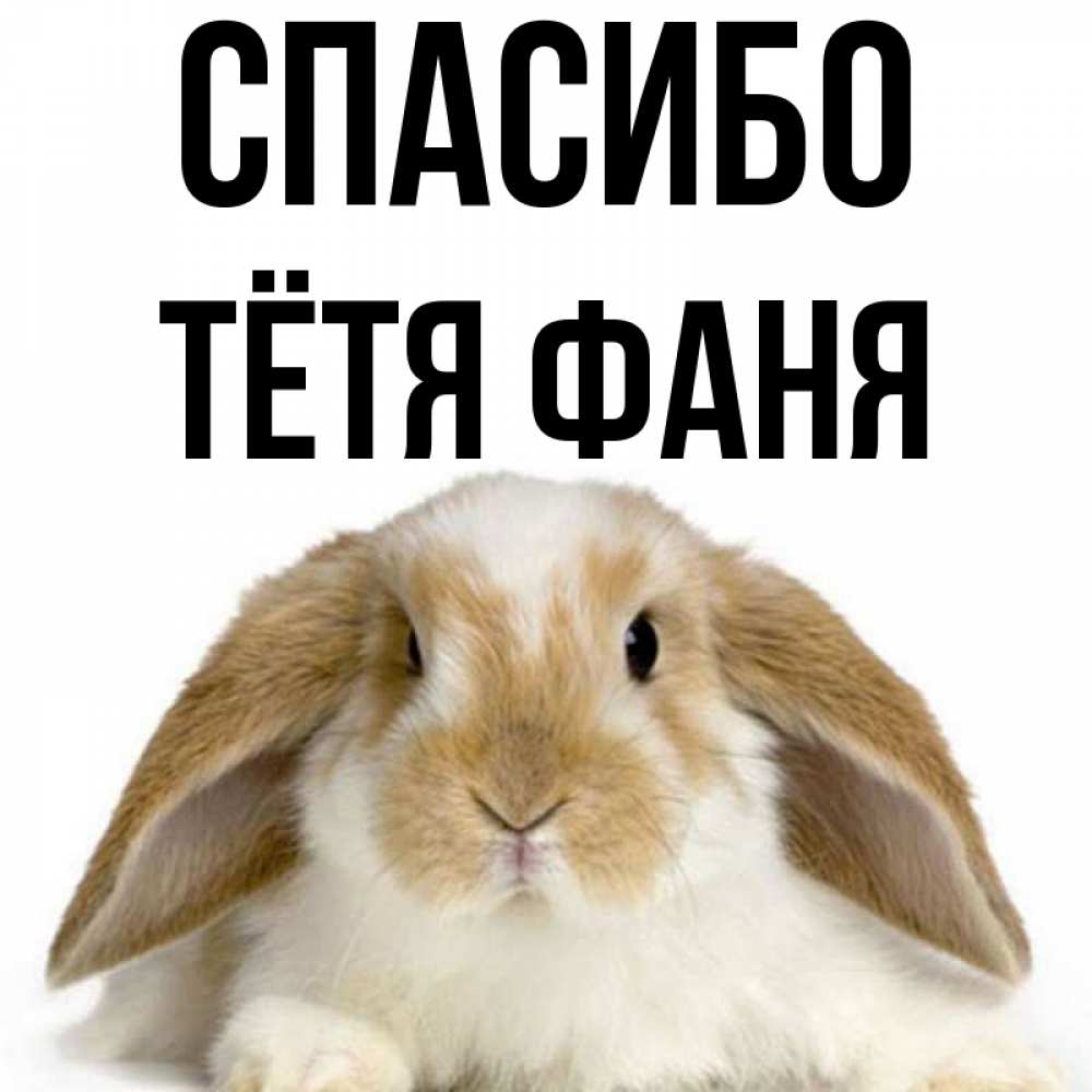 Открытка на каждый день с именем, Тётя-Фаня Спасибо коричнево белый заяц Прикольная открытка с пожеланием онлайн скачать бесплатно 