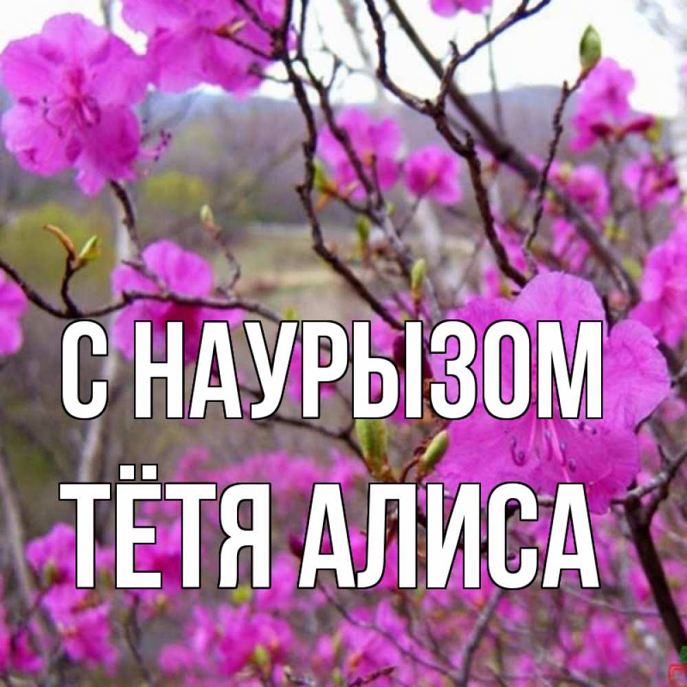Открытка на каждый день с именем, Тётя-Алиса С наурызом праздник весны наурыз Прикольная открытка с пожеланием онлайн скачать бесплатно 