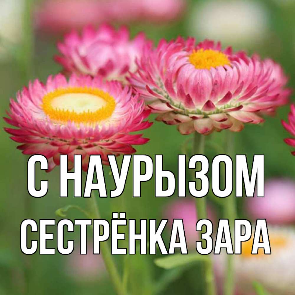 Открытка на каждый день с именем, Сестрёнка-Зара С наурызом подарок на международный женский день Прикольная открытка с пожеланием онлайн скачать бесплатно 