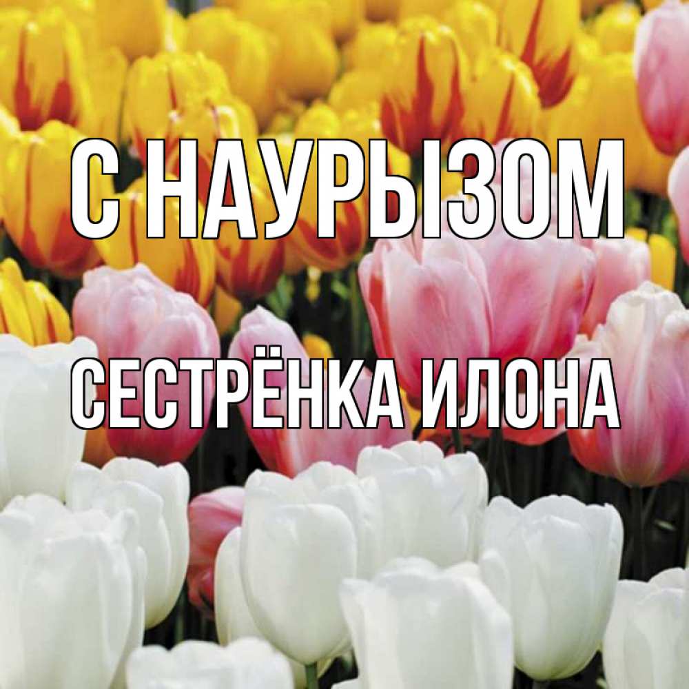 Открытка на каждый день с именем, Сестрёнка-Илона С наурызом разноцветные цветы Прикольная открытка с пожеланием онлайн скачать бесплатно 