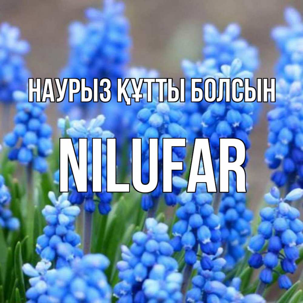 Открытка на каждый день с именем, nilufar Наурыз құтты болсын Поздравительная открытка для женщин с цветами на праздничную дату Прикольная открытка с пожеланием онлайн скачать бесплатно 
