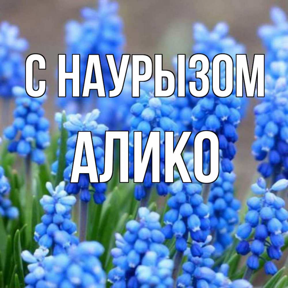 Открытка на каждый день с именем, Алико С наурызом Поздравительная открытка для женщин с цветами на праздничную дату Прикольная открытка с пожеланием онлайн скачать бесплатно 