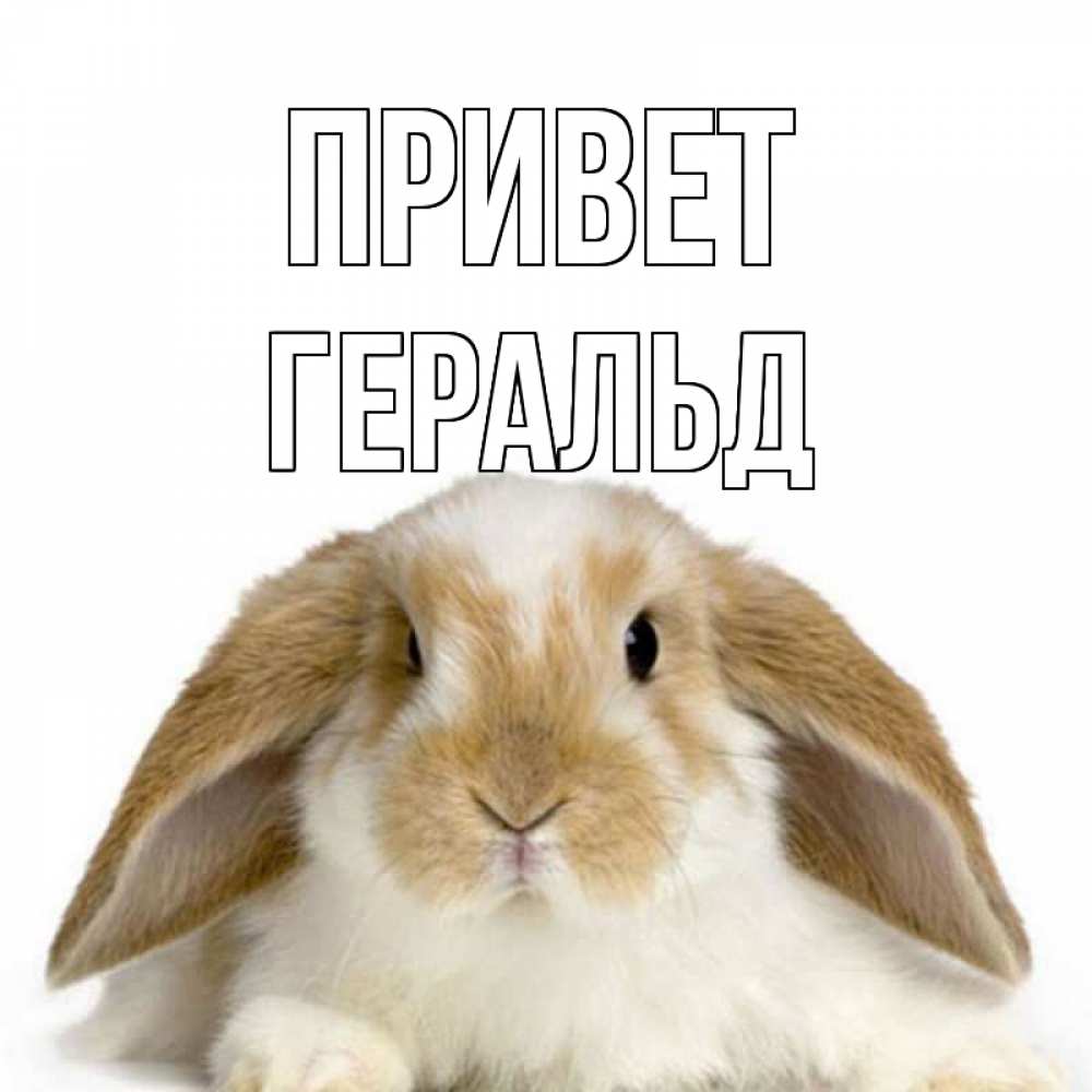 Открытка на каждый день с именем, Геральд Привет с животными Прикольная открытка с пожеланием онлайн скачать бесплатно 