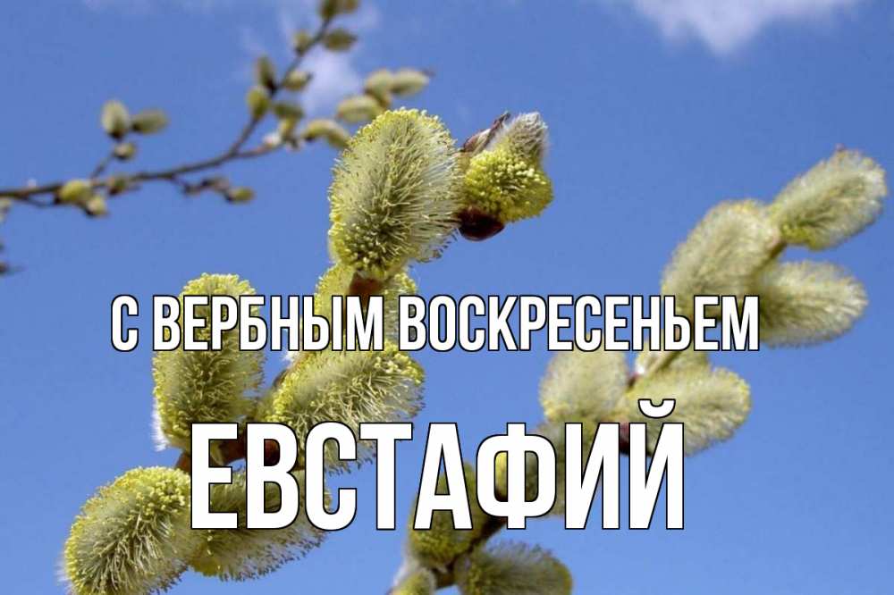 Открытка на каждый день с именем, Евстафий С вербным воскресеньем верба Прикольная открытка с пожеланием онлайн скачать бесплатно 