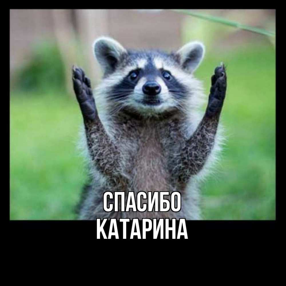 Открытка на каждый день с именем, Катарина Спасибо милые животные Прикольная открытка с пожеланием онлайн скачать бесплатно 