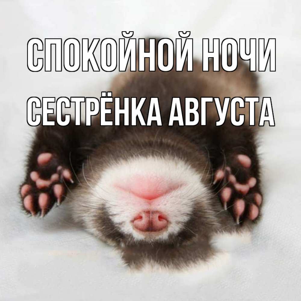 Открытка на каждый день с именем, Сестрёнка-Августа Спокойной ночи зверек Прикольная открытка с пожеланием онлайн скачать бесплатно 