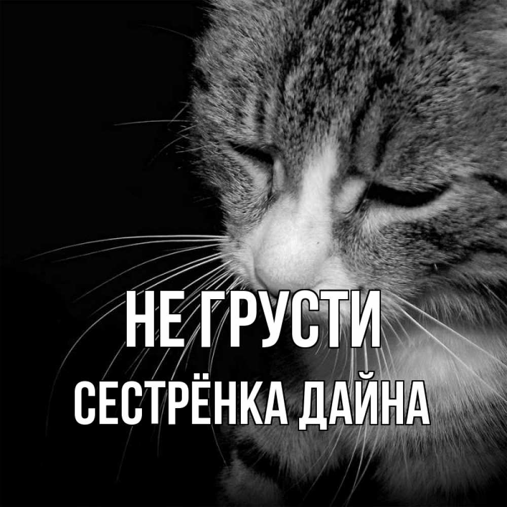Открытка на каждый день с именем, Сестрёнка-Дайна Не грусти грустный котик Прикольная открытка с пожеланием онлайн скачать бесплатно 