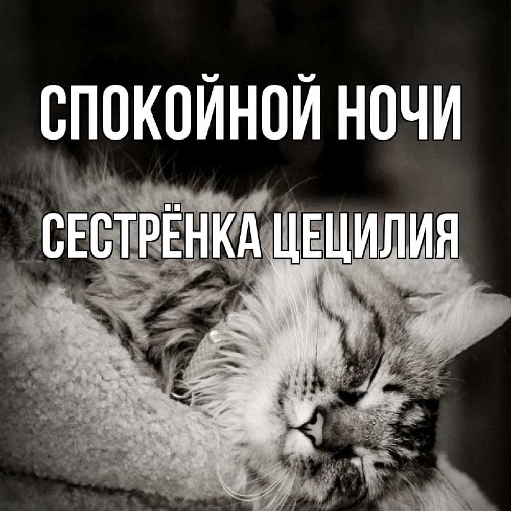 Открытка на каждый день с именем, Сестрёнка-Цецилия Спокойной ночи котярик пушистый Прикольная открытка с пожеланием онлайн скачать бесплатно 