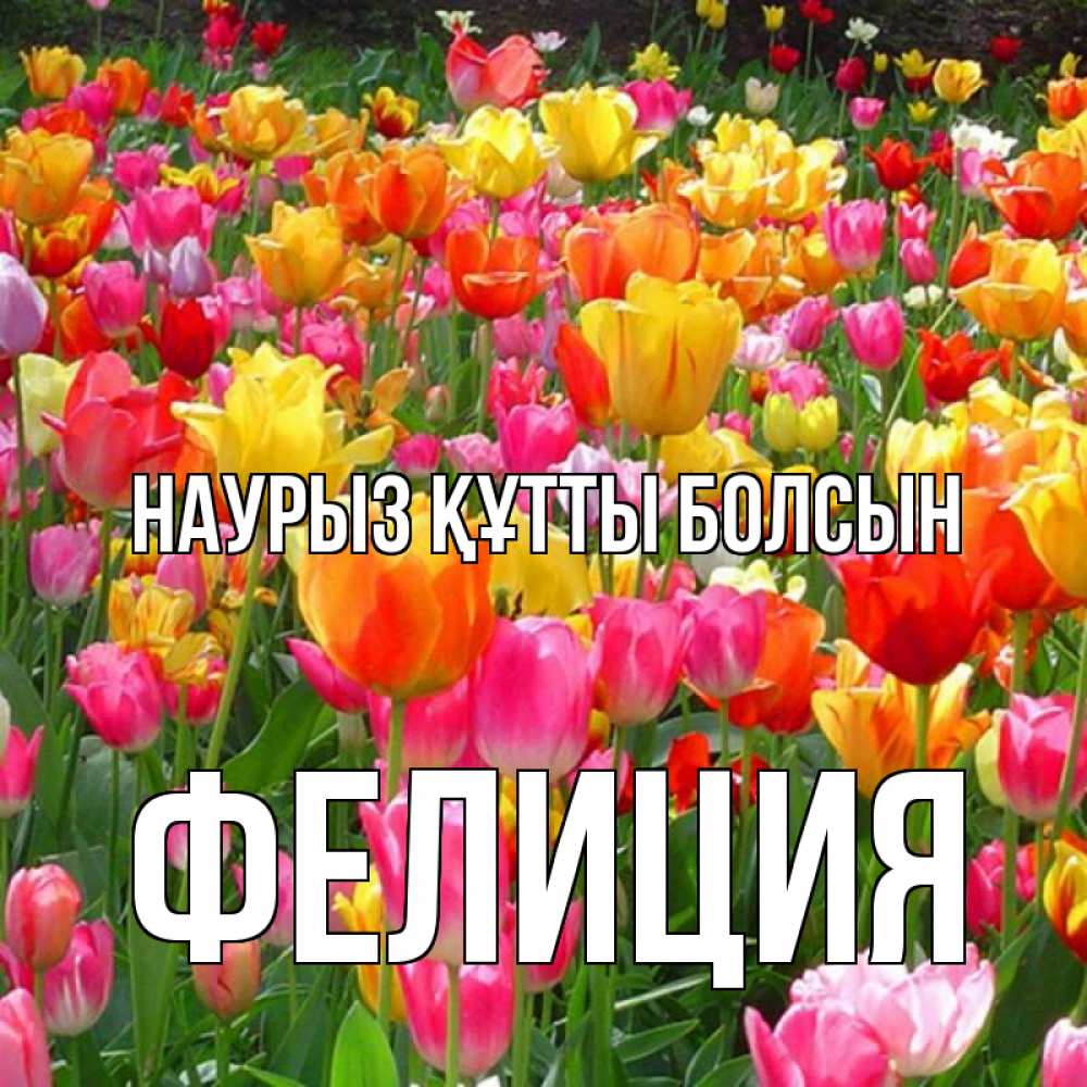 Открытка на каждый день с именем, Фелиция Наурыз құтты болсын на наурыз  ура ура Прикольная открытка с пожеланием онлайн скачать бесплатно 