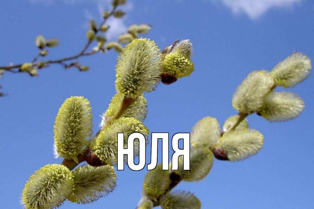Открытка на каждый день с именем, Юля Главная верба Прикольная открытка с пожеланием онлайн скачать бесплатно 