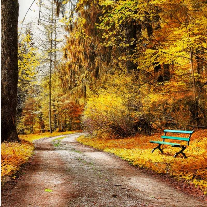 Открытка осенняя пустая трапинка  зеленая лавочка и осенний лес  Я по тебе скучаю 