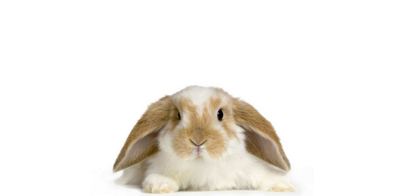 Открытка вислоухий кролик желает не болеть вислоухий кролик белого и коричневого цвета Выздоравливай 