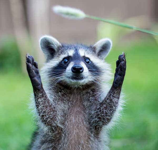 Открытка приветик от енота  животные  Привет 