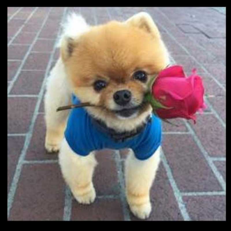 Открытка приветик от собачки  роза в зубах у собаки  Привет 