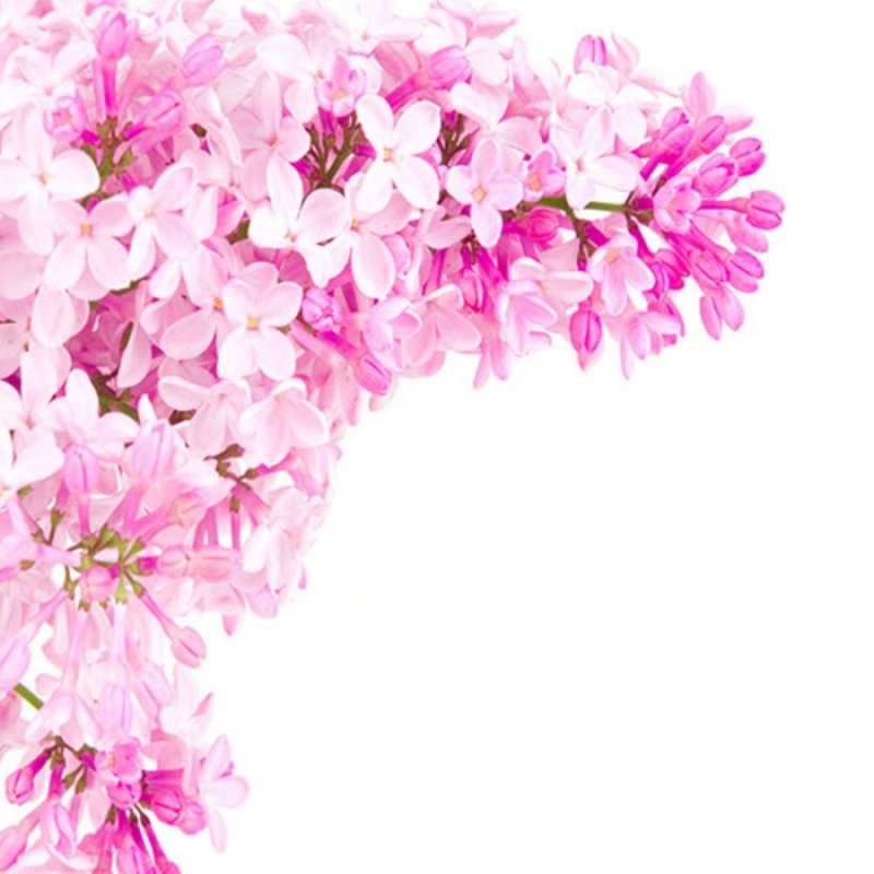 Открытка Поздравительная открытка на день рождения с сиренью и подписью Сирень на белом фоне С юбилеем 