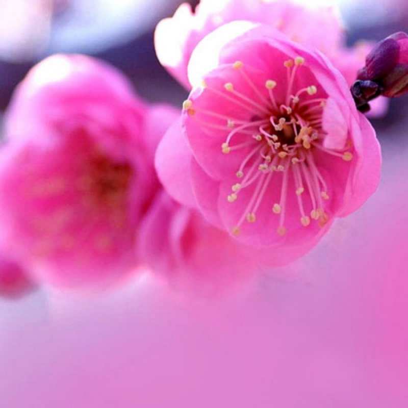 Открытка красивые цветы  международный женский день  С наурызом 