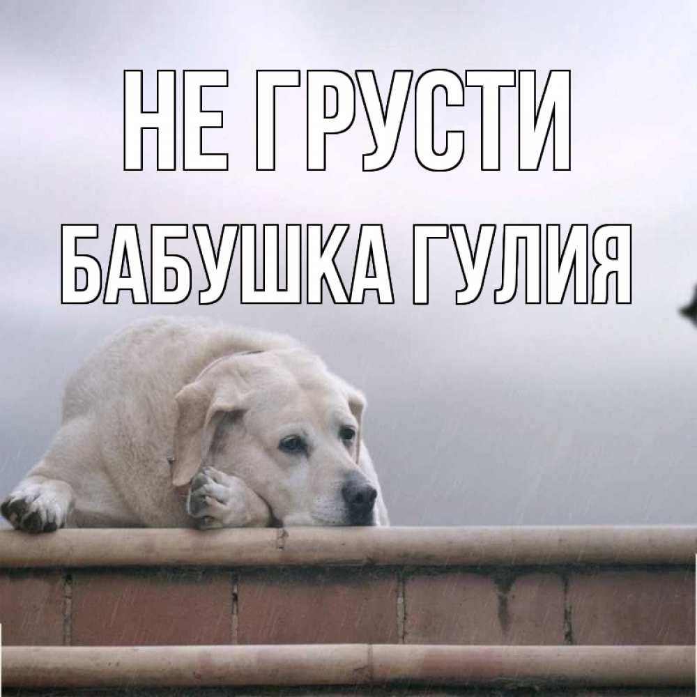 Открытка на каждый день с именем, Бабушка-Гулия Не грусти белый пес 1 Прикольная открытка с пожеланием онлайн скачать бесплатно 