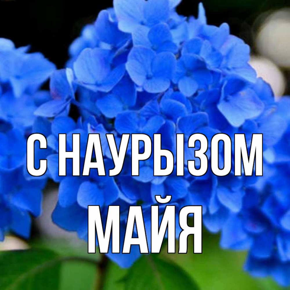 Открытка на каждый день с именем, Майя С наурызом синие цветы Прикольная открытка с пожеланием онлайн скачать бесплатно 