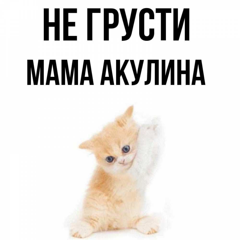 Открытка на каждый день с именем, Мама-Акулина Не грусти просящий кот Прикольная открытка с пожеланием онлайн скачать бесплатно 