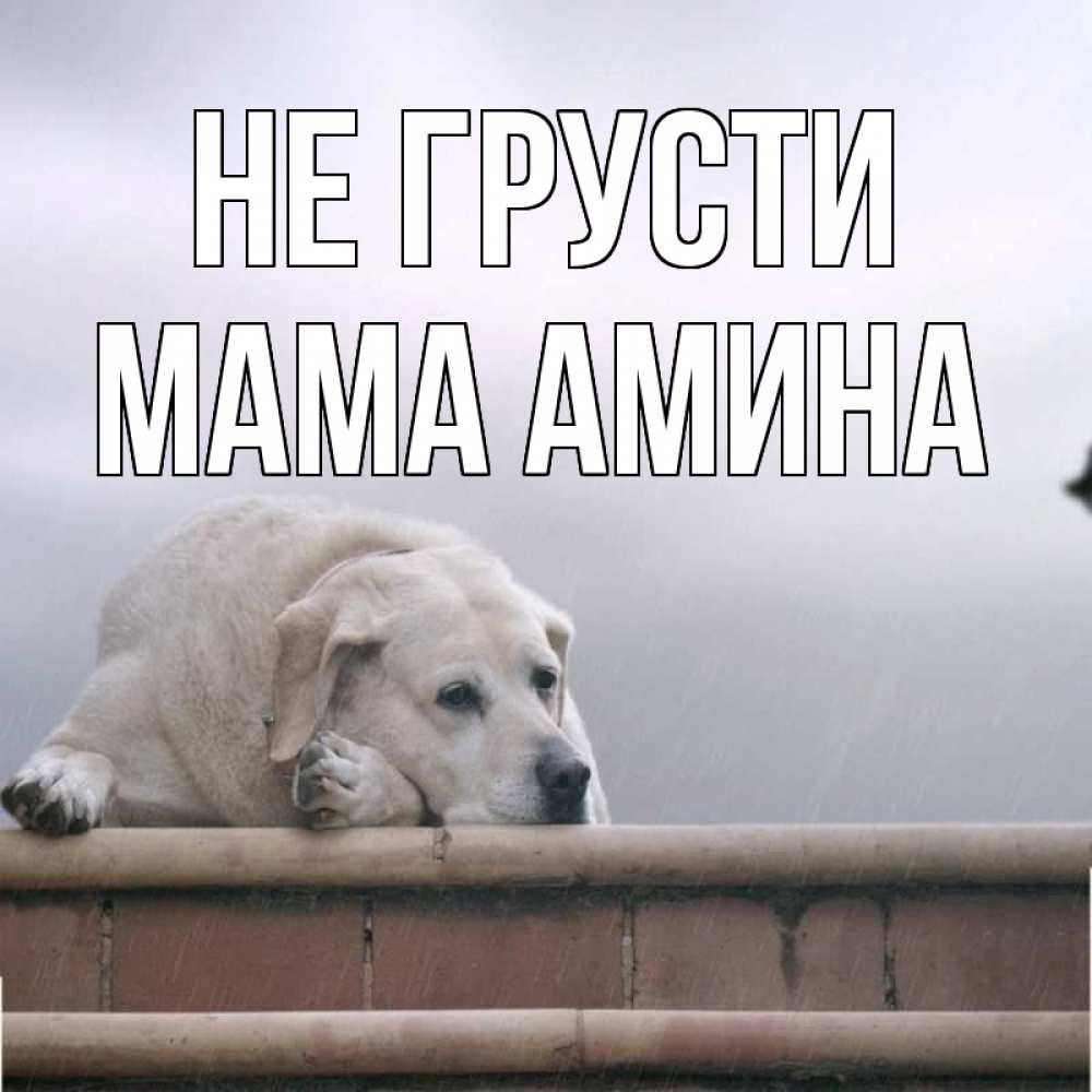 Открытка на каждый день с именем, Мама-Амина Не грусти белый пес 1 Прикольная открытка с пожеланием онлайн скачать бесплатно 