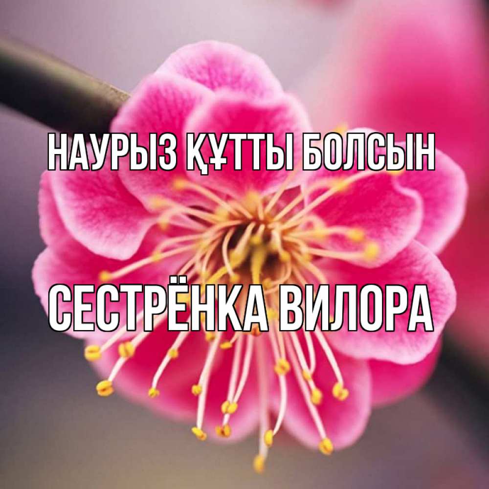 Открытка на каждый день с именем, Сестрёнка-Вилора Наурыз құтты болсын цветы Прикольная открытка с пожеланием онлайн скачать бесплатно 