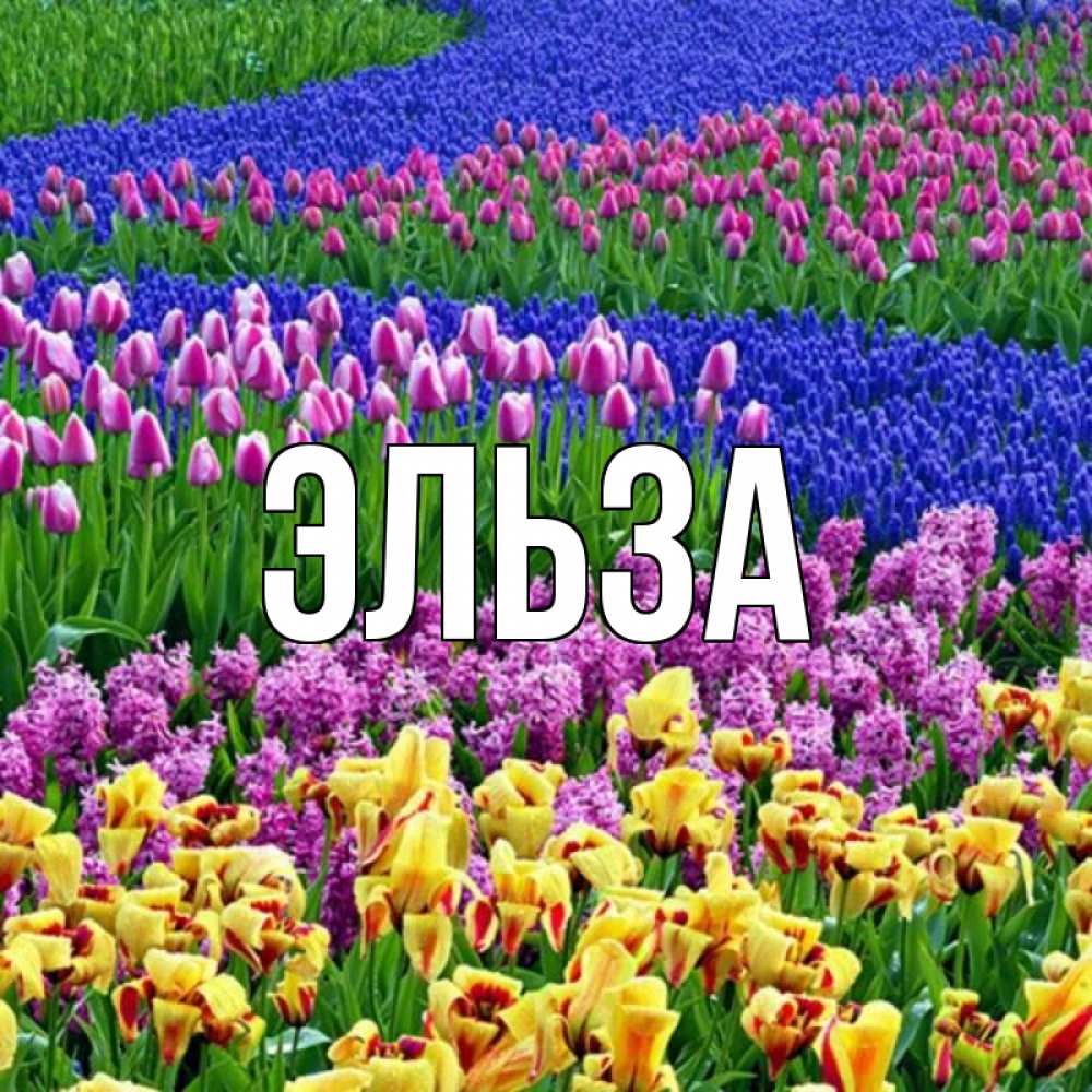 Открытка на каждый день с именем, Эльза Главная цветы Прикольная открытка с пожеланием онлайн скачать бесплатно 