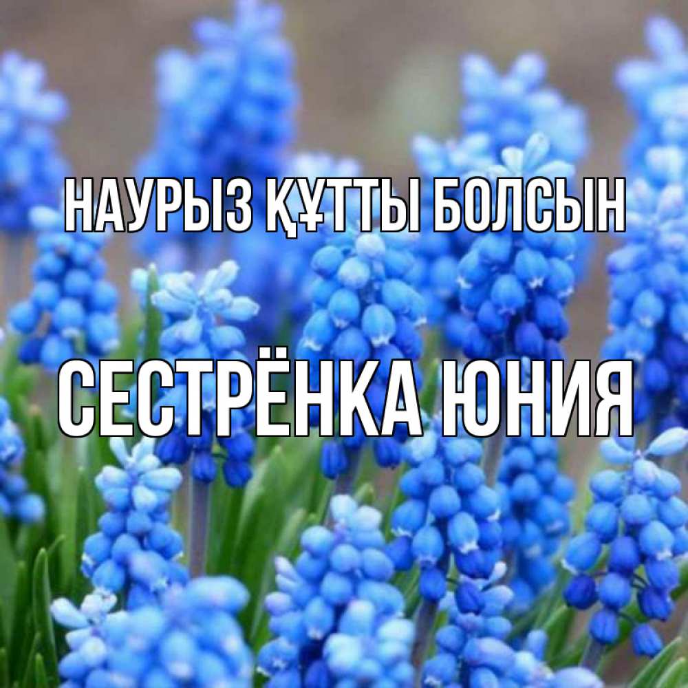 Открытка на каждый день с именем, Сестрёнка-Юния Наурыз құтты болсын Поздравительная открытка для женщин с цветами на праздничную дату Прикольная открытка с пожеланием онлайн скачать бесплатно 