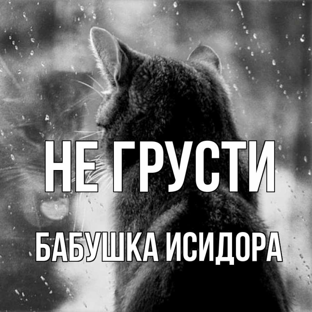 Открытка на каждый день с именем, Бабушка-Исидора Не грусти отражение кота 1 Прикольная открытка с пожеланием онлайн скачать бесплатно 