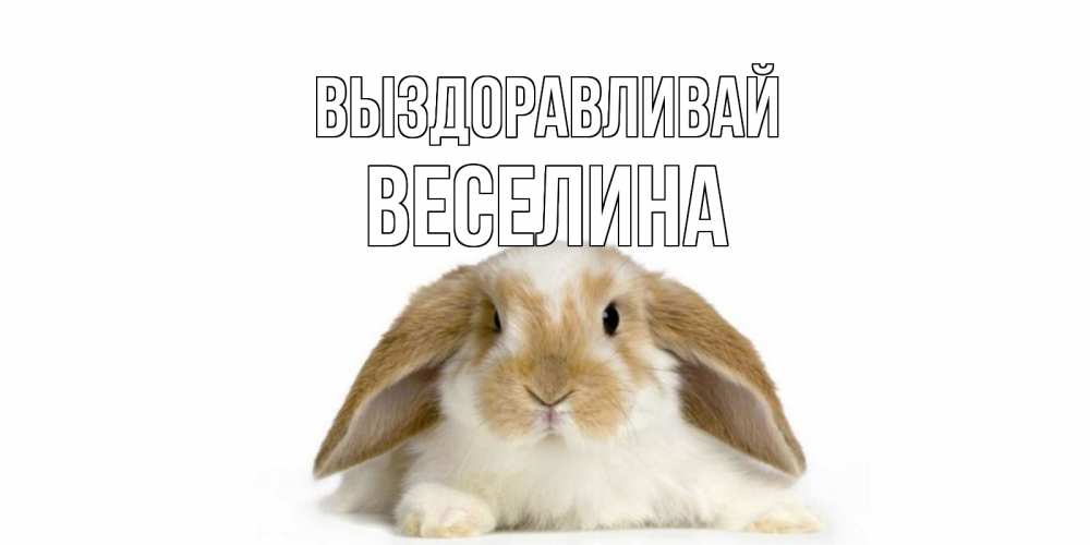 Открытка на каждый день с именем, Веселина Выздоравливай вислоухий кролик белого и коричневого цвета Прикольная открытка с пожеланием онлайн скачать бесплатно 