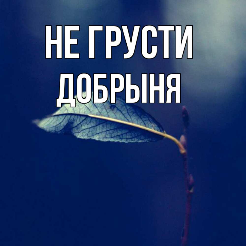 Открытка на каждый день с именем, Добрыня Не грусти растение Прикольная открытка с пожеланием онлайн скачать бесплатно 