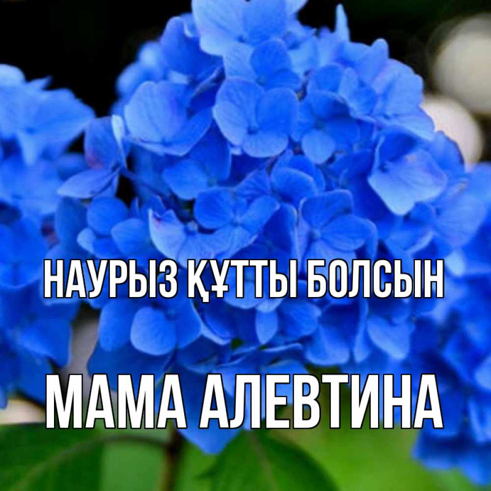 Открытка на каждый день с именем, Мама-Алевтина Наурыз құтты болсын синие цветы Прикольная открытка с пожеланием онлайн скачать бесплатно 